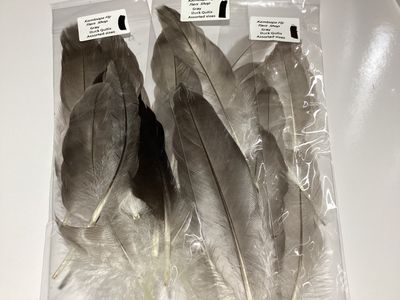 Duck Quills Natural Gray Assorted Sizes