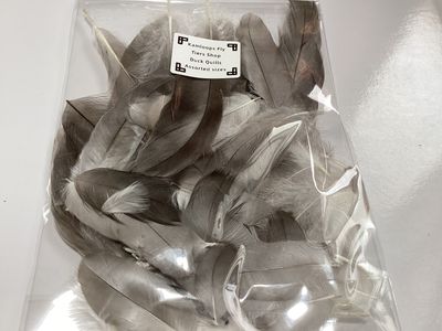 Duck Quills Assorted sizes