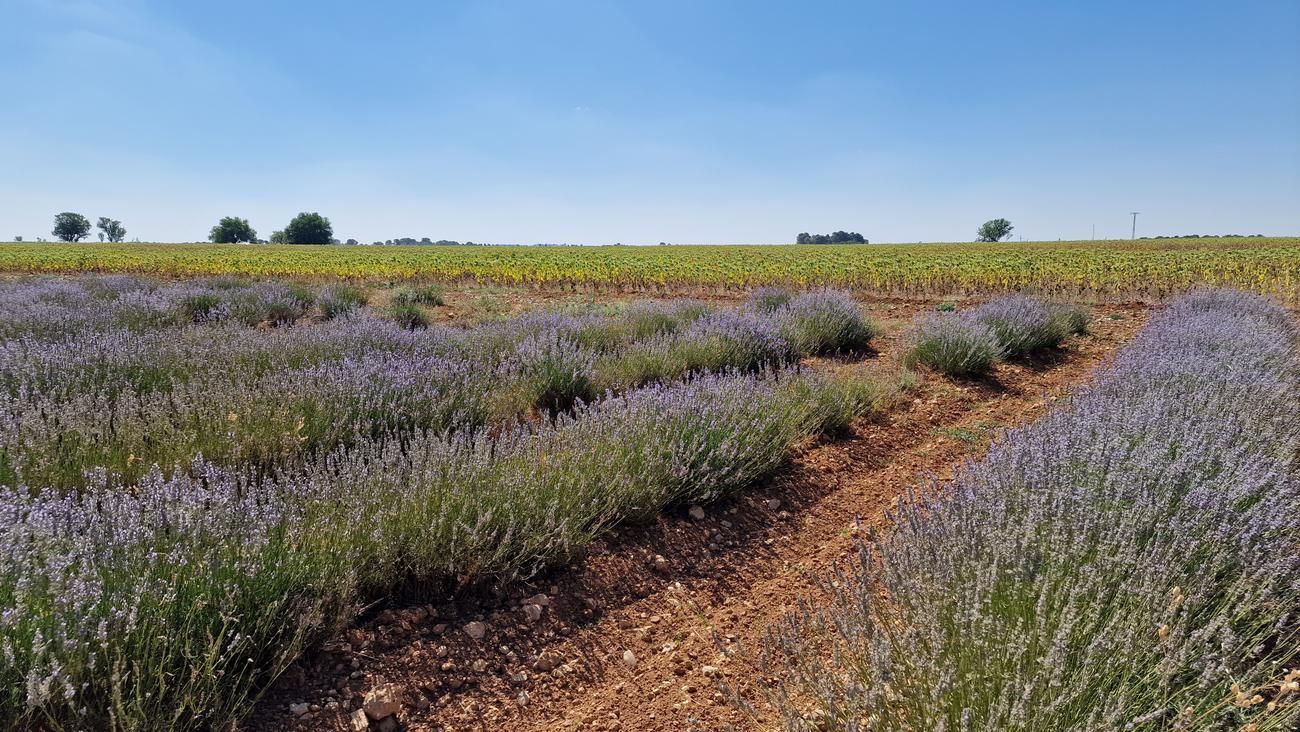 EXCURSIÓN A LOS CAMPOS DE LAVANDA -VILLAGARCIA DE CAMPOS Y URUEÑA - 7 DE JULIO
