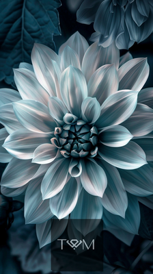 Flower 51