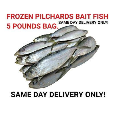FROZEN PILCHARDS BAIT FISH-5 POUNDS BAG-SAME DAY DELIVERY ONLY