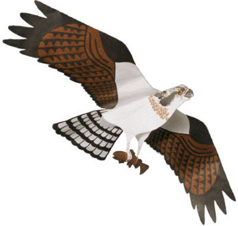 Jackite Bird Kites/Windsocks