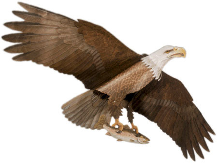 American Bald Eagle Assembled
