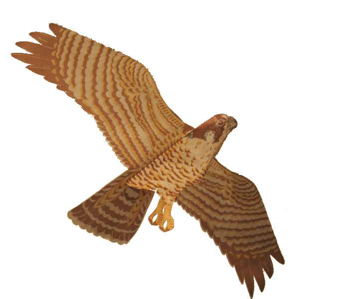 Peregrine Falcon Assembled