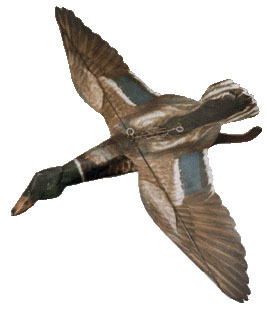 Mallard Drake Assembled