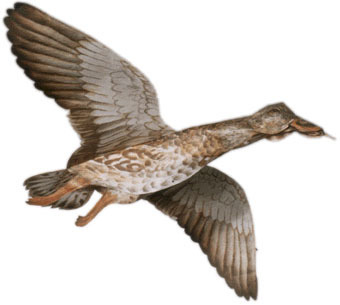 Mallard Hen Assembled
