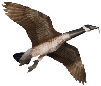 Canada Goose Assembled