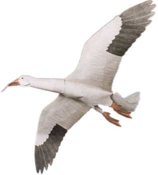 Snow Goose Assembled