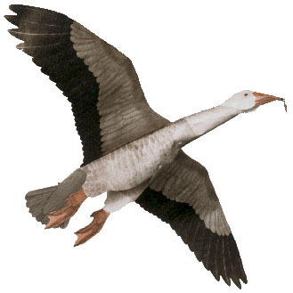 Blue Goose Assembled