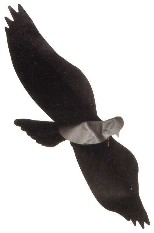 Black Bird Assembled