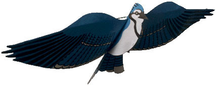 Blue Jay Assembled