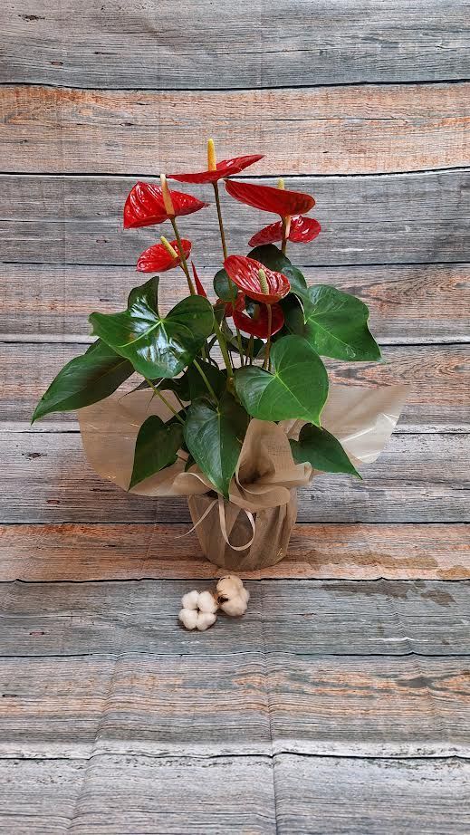 Anthurium