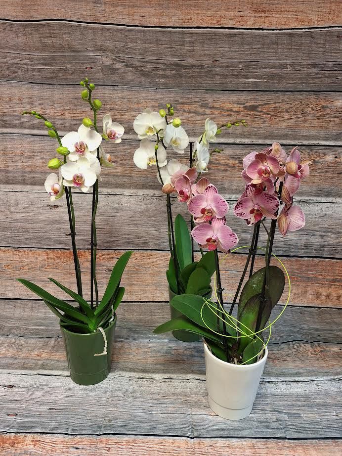 Orchidée