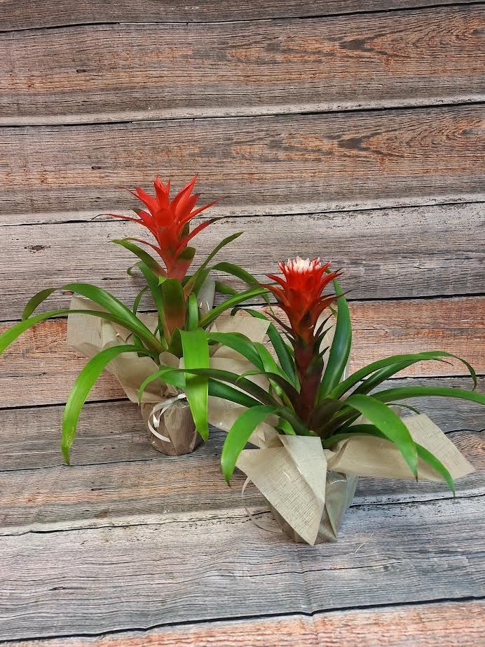 Guzmania