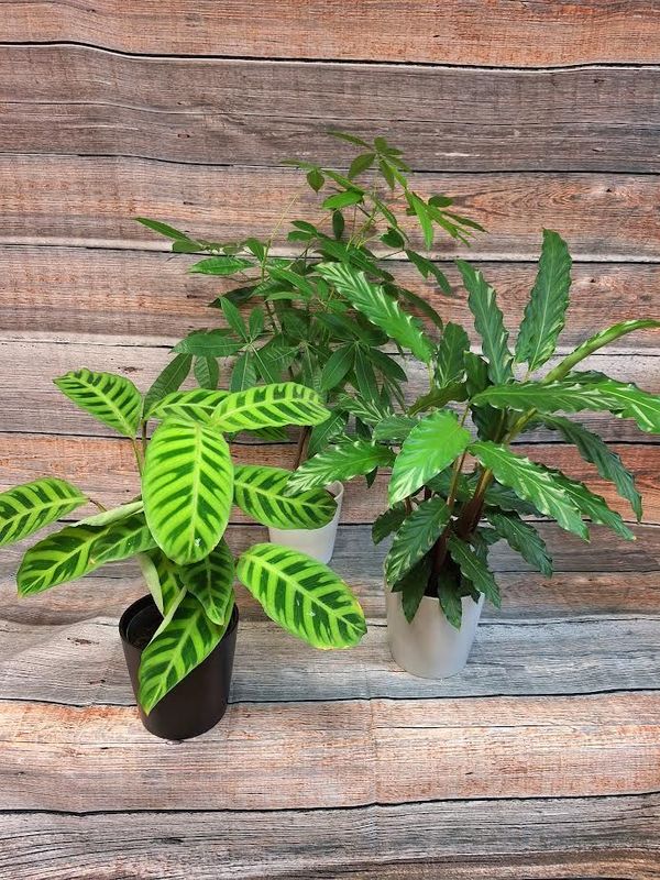 Plante verte du fleuriste