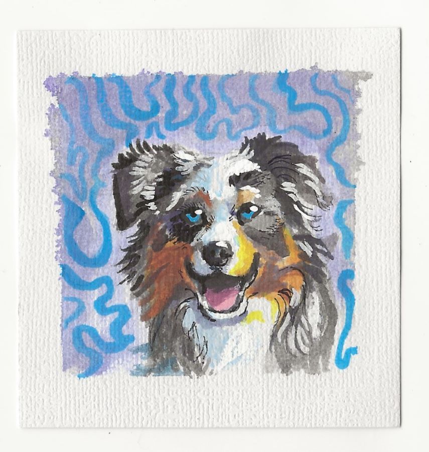 Australian Shepherd