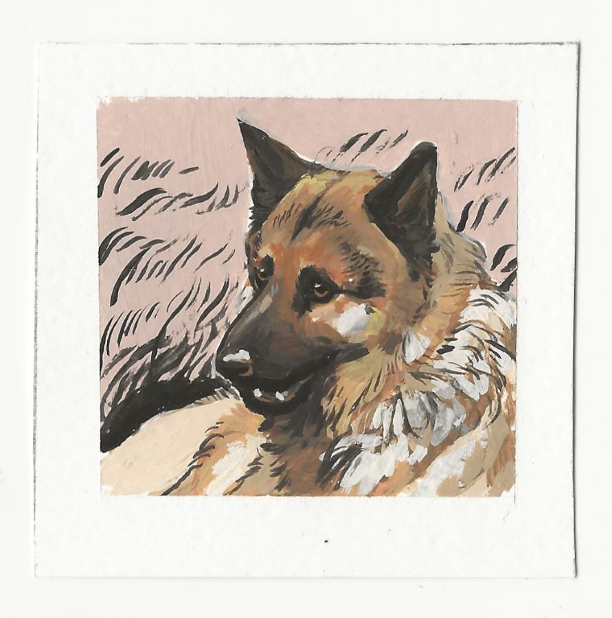 German Shepherd