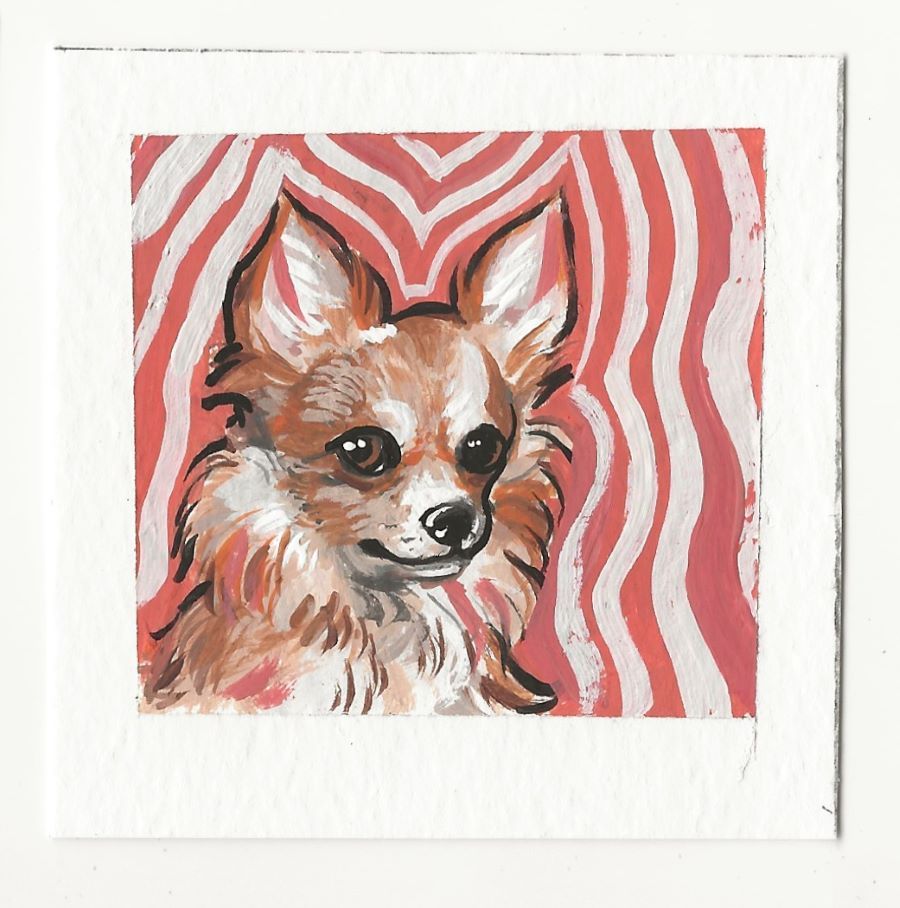 Scared Pink Chihuahua