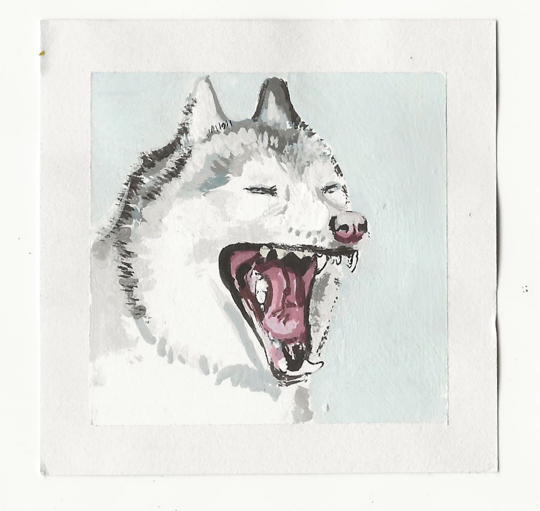 Yawning Husky