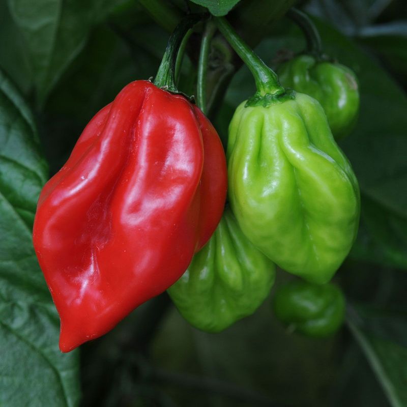 Scotch bonnet plug plant