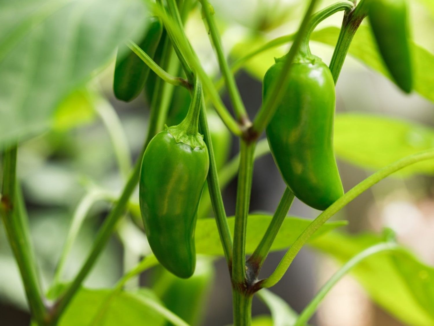 Jalapeño plug plant