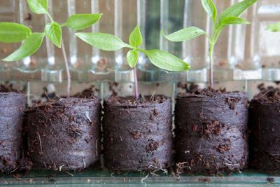 Plug plants