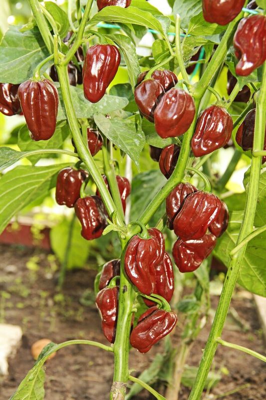 Chocolate habanero
