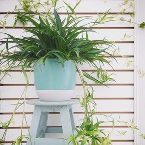 Heirloom solid green spider plant