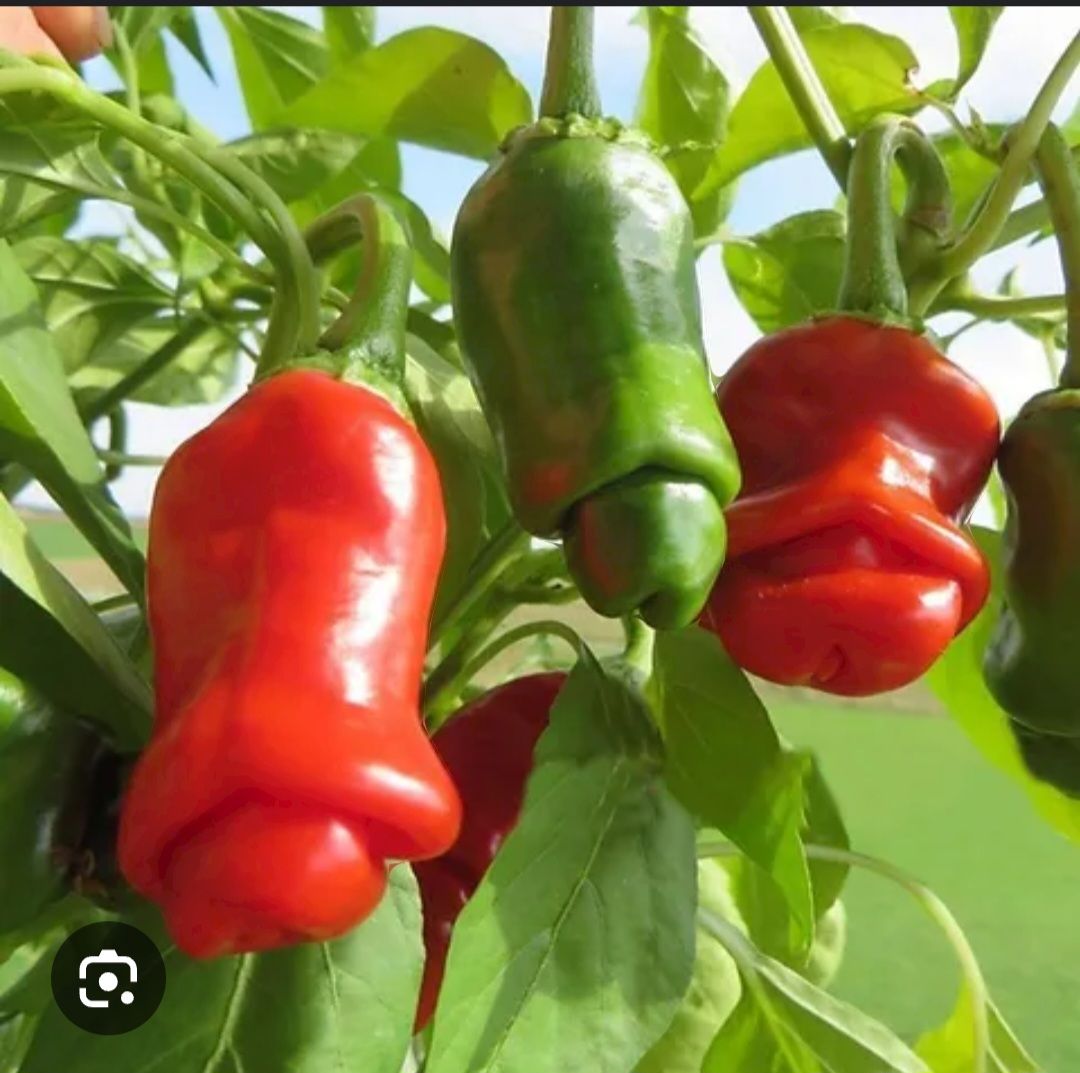 Peter (penis pepper)