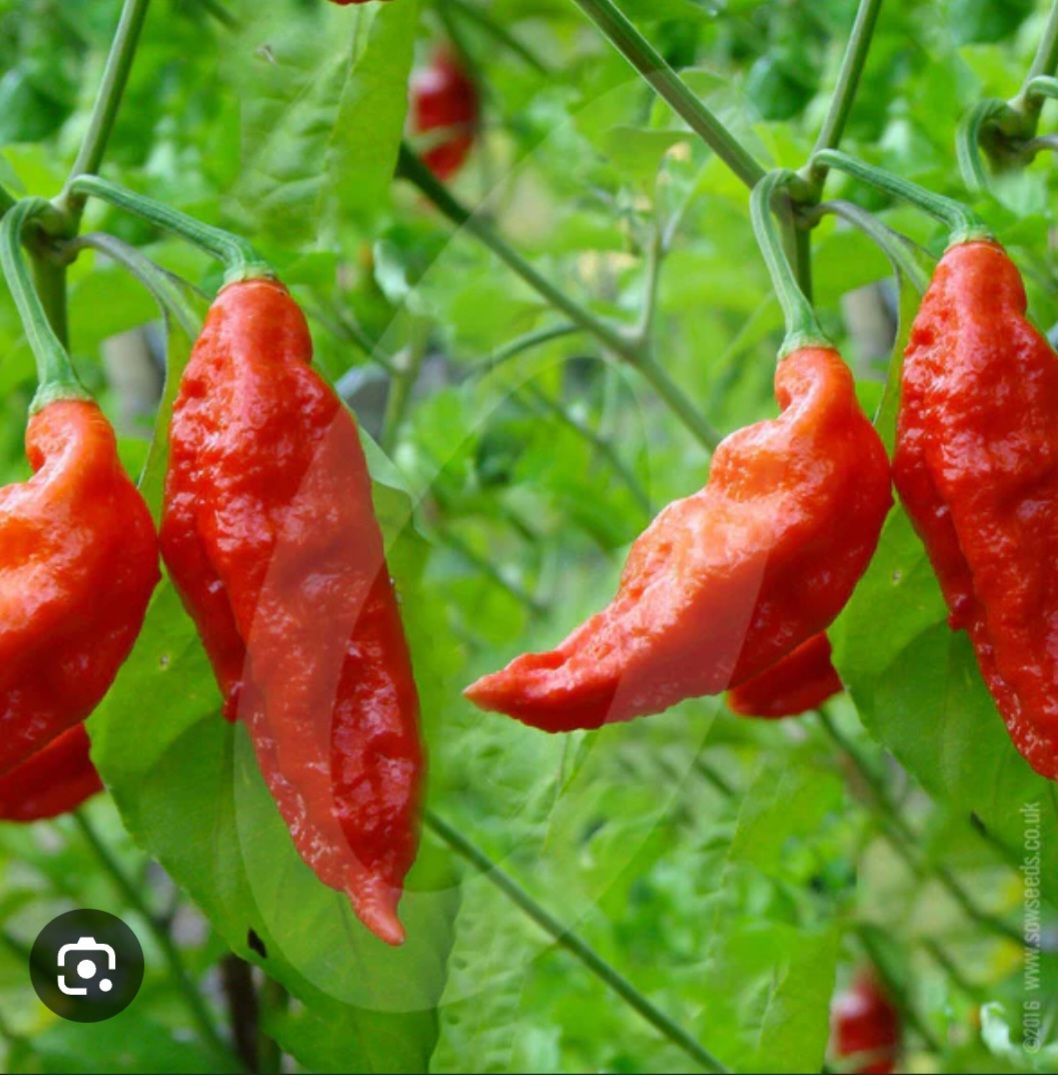 Naga morich