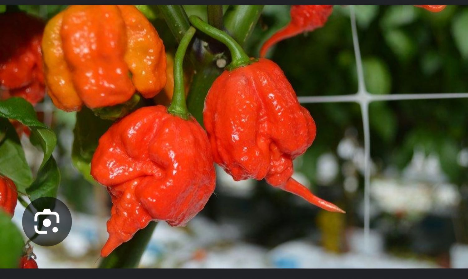 Carolina reaper