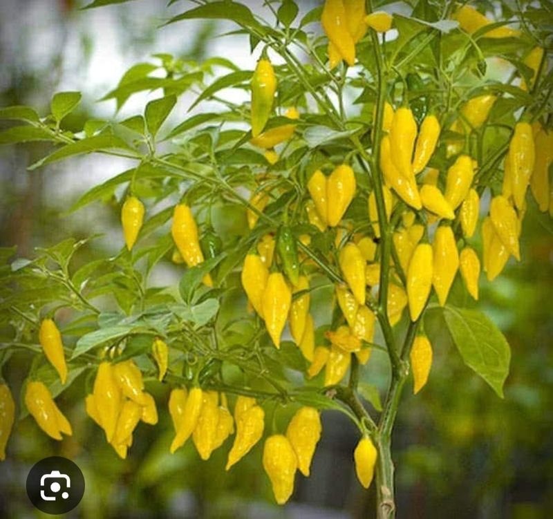 Peruvian lemon
