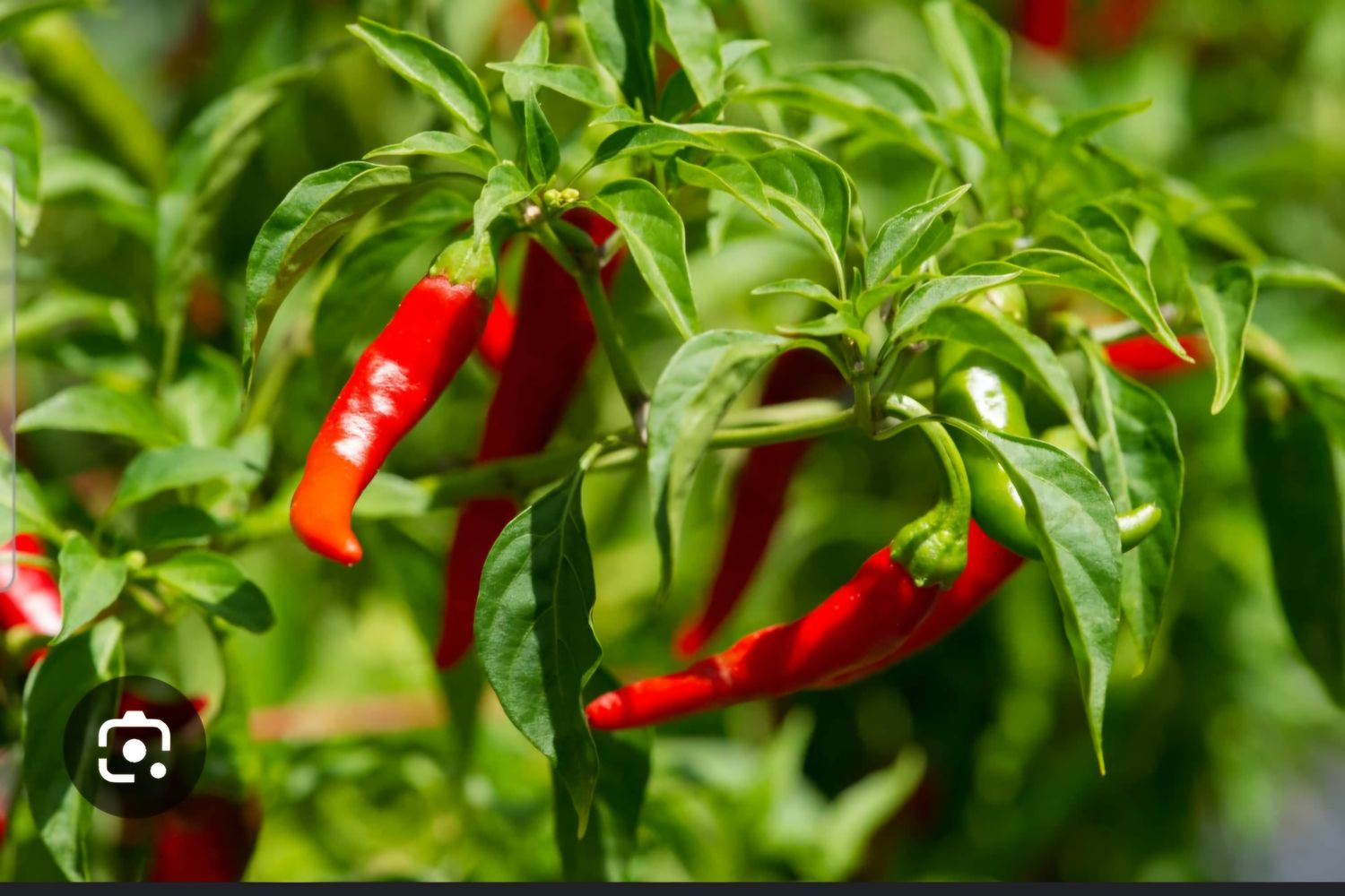Cayenne