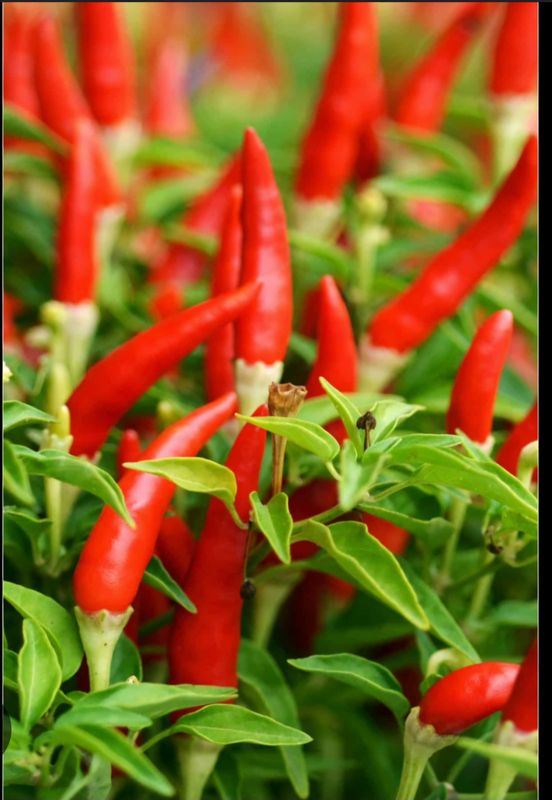 Piri piri