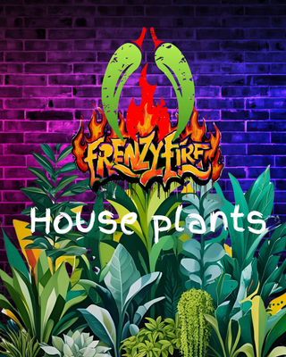 House plants