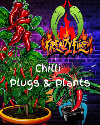 Chilli plants