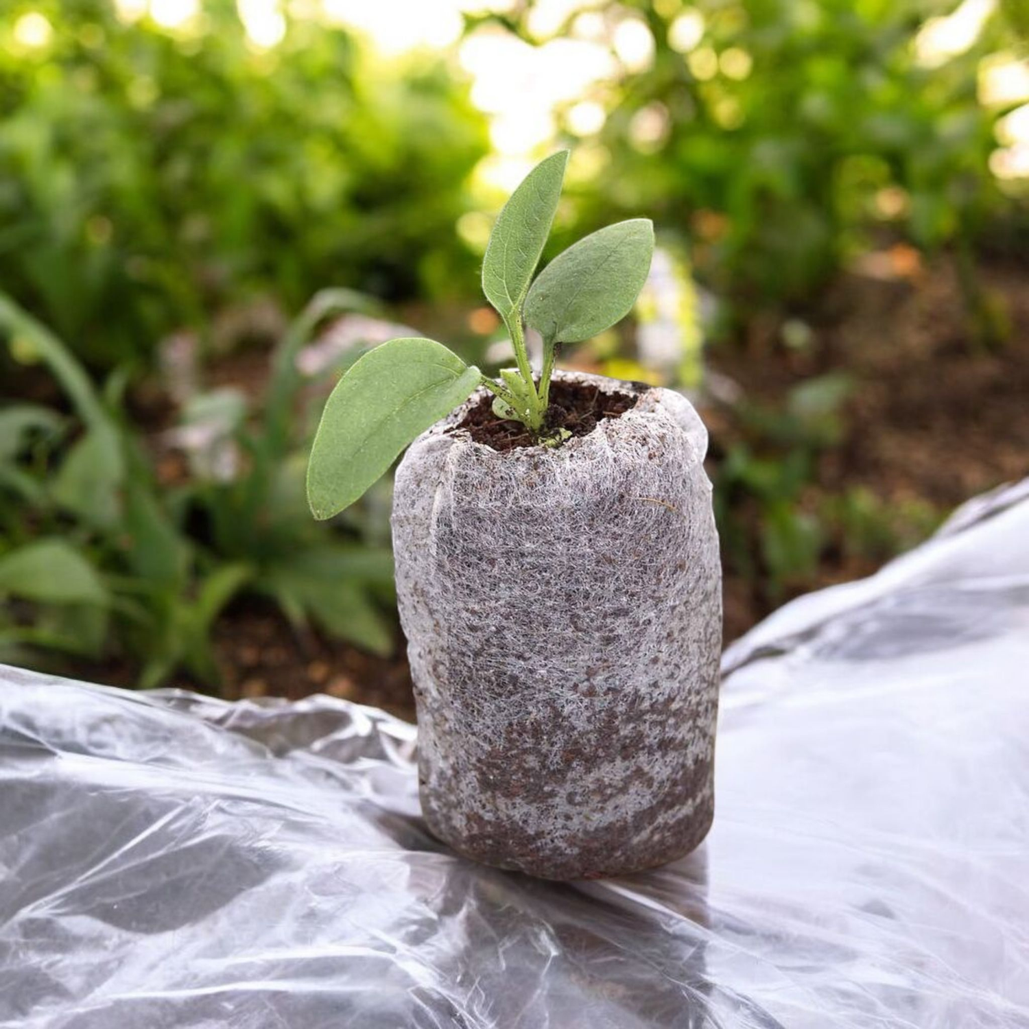 X 50 COCO COIR PELLETS