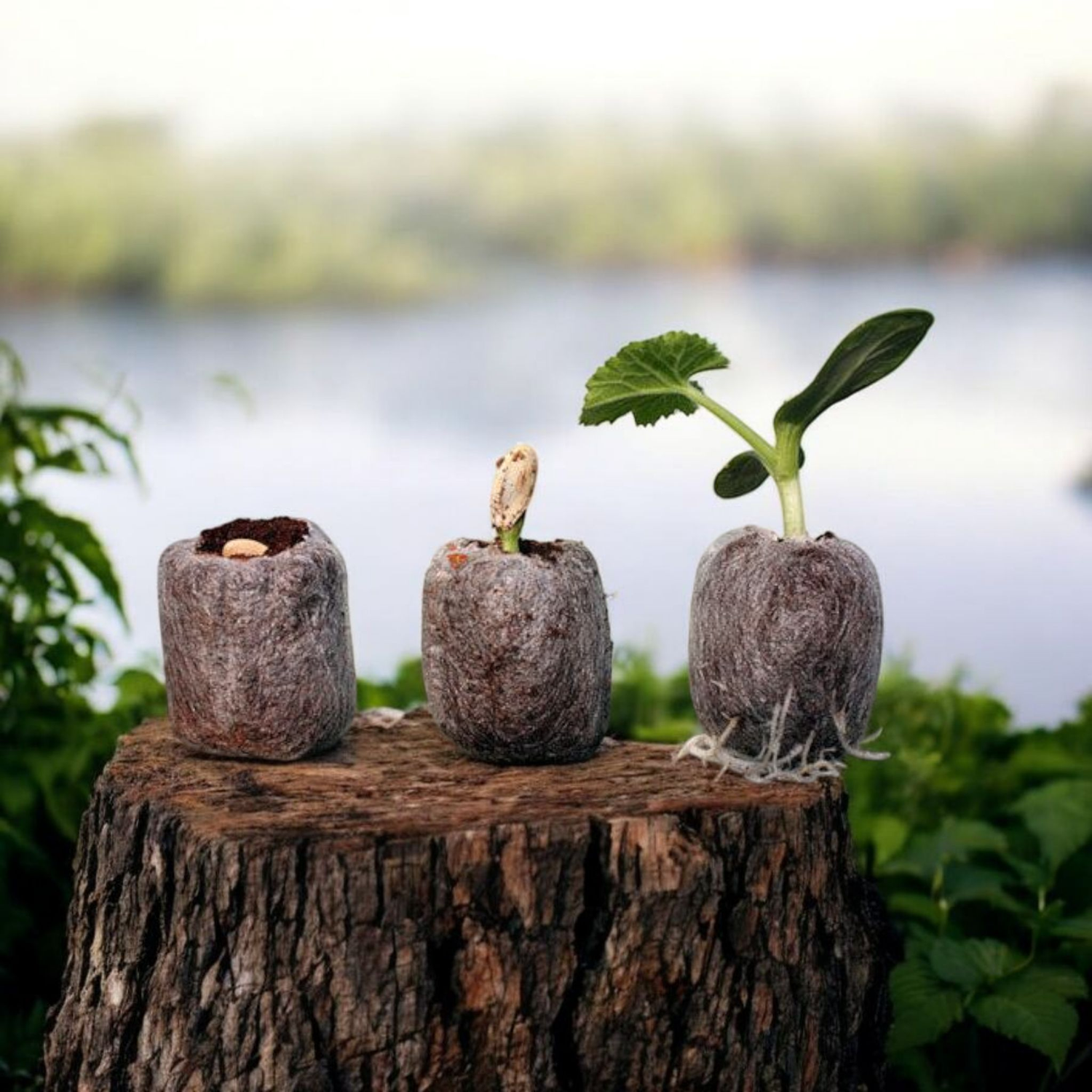 X 50 COCO COIR PELLETS