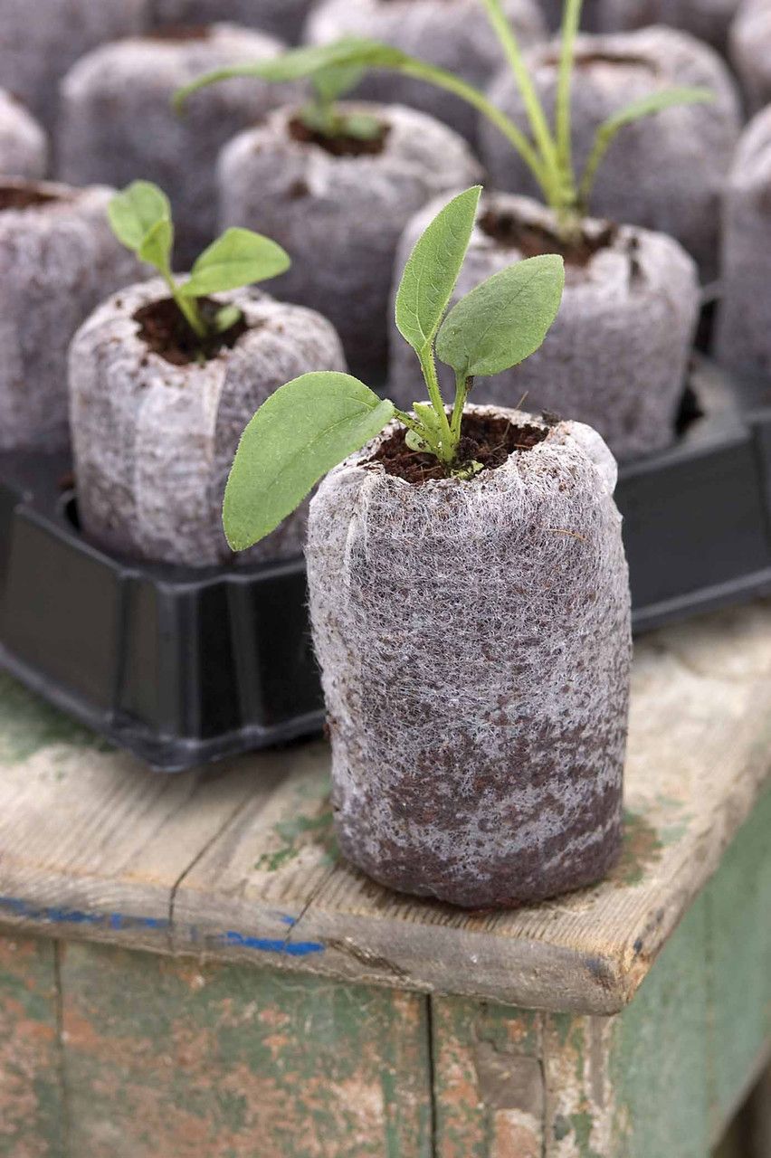X 50 COCO COIR PELLETS