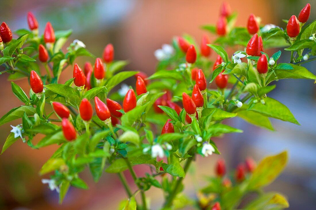 Piri Piri seeds