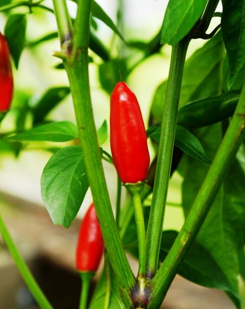 Piri Piri seeds