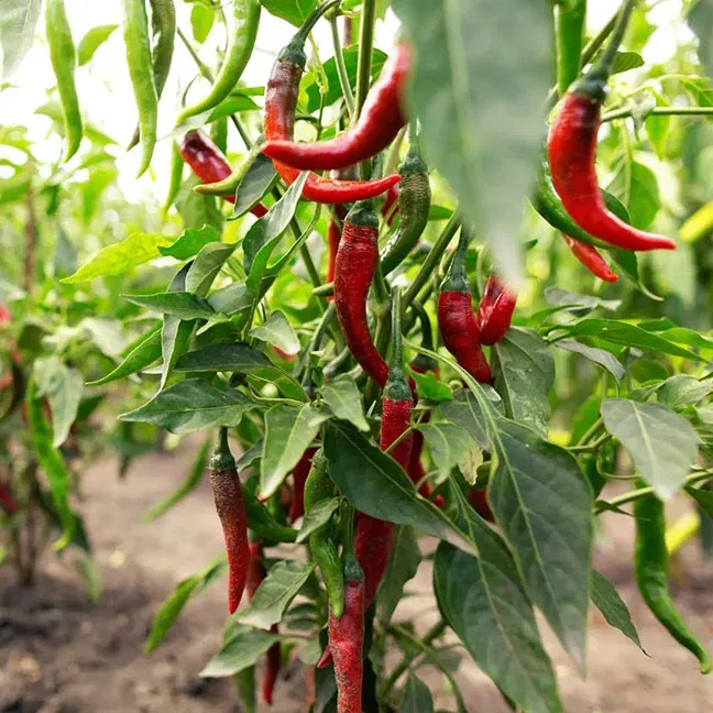 Kasmiri Mirch seeds