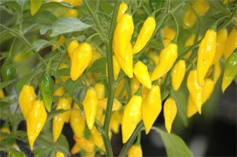 Peruvian Lemon seeds