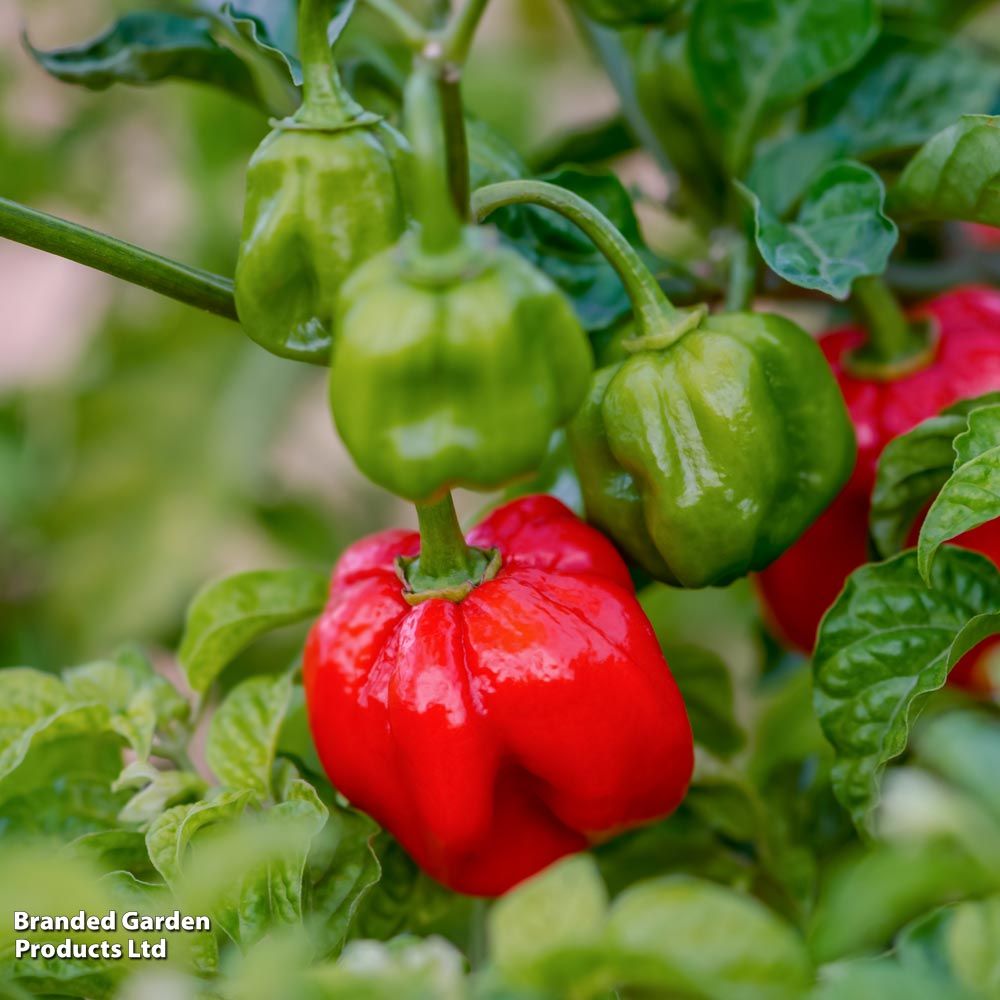 Scotch bonnet