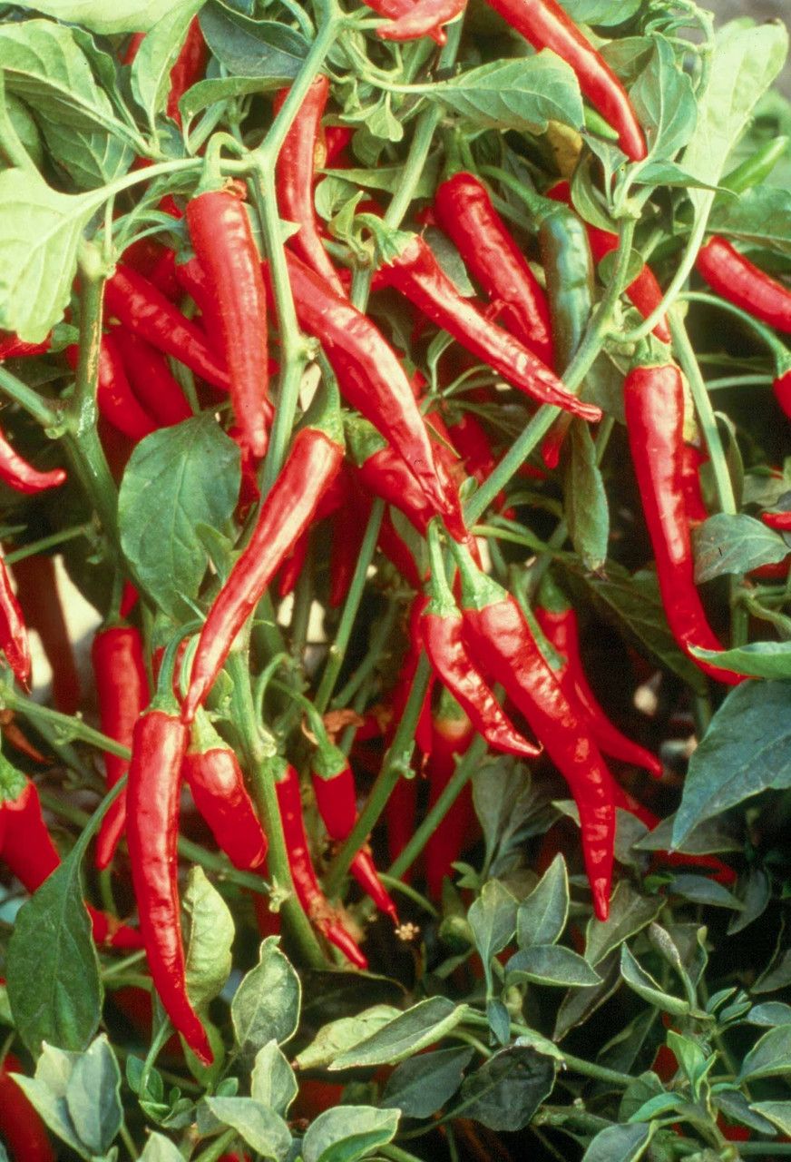 Ring of fire seeds