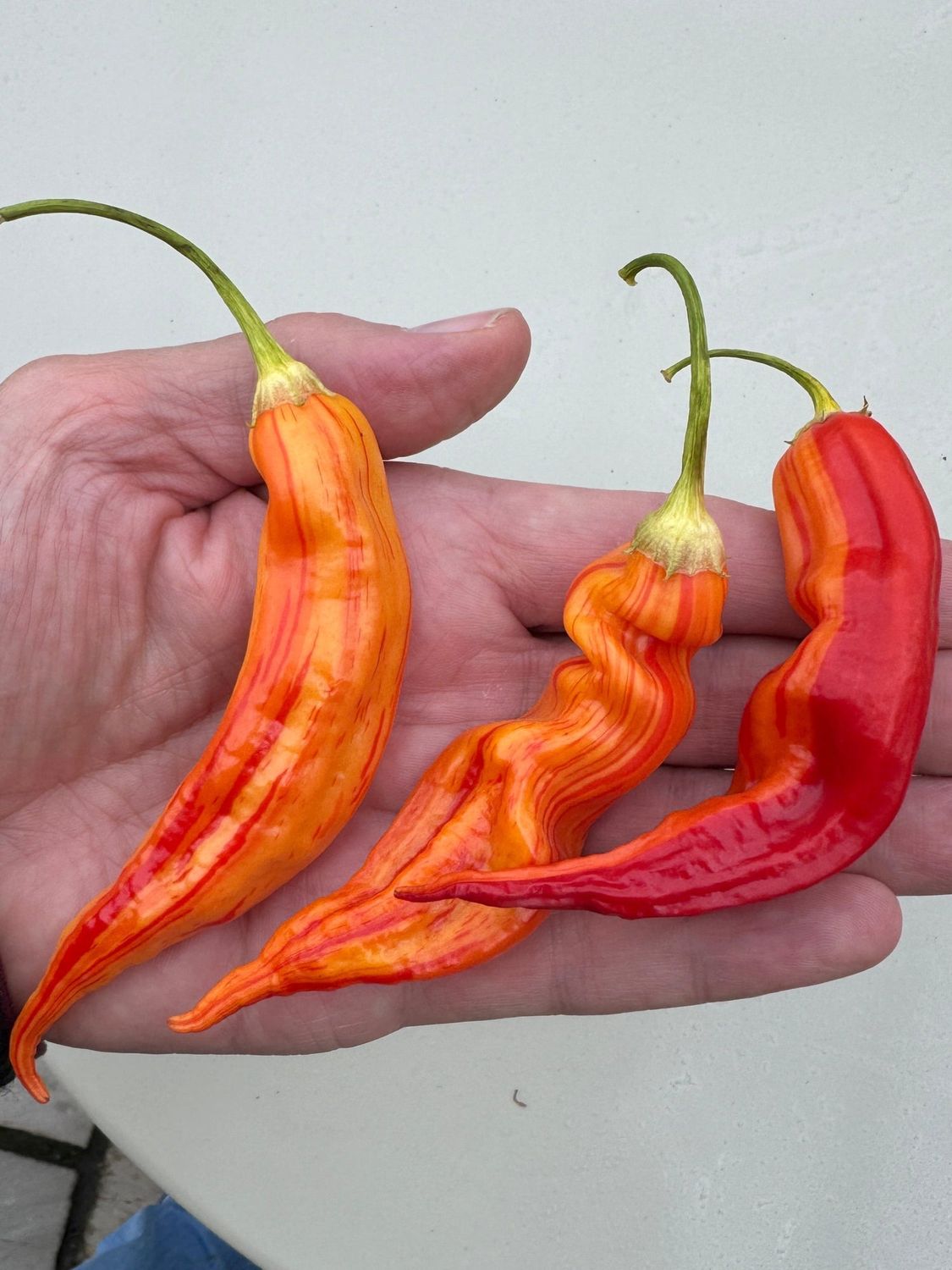 Peach stripy seeds