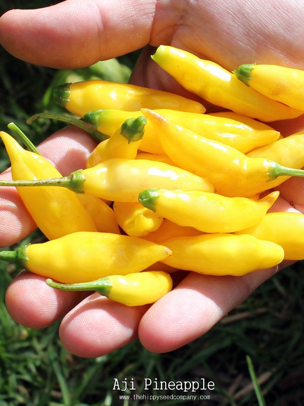 Adji pineapple seeds