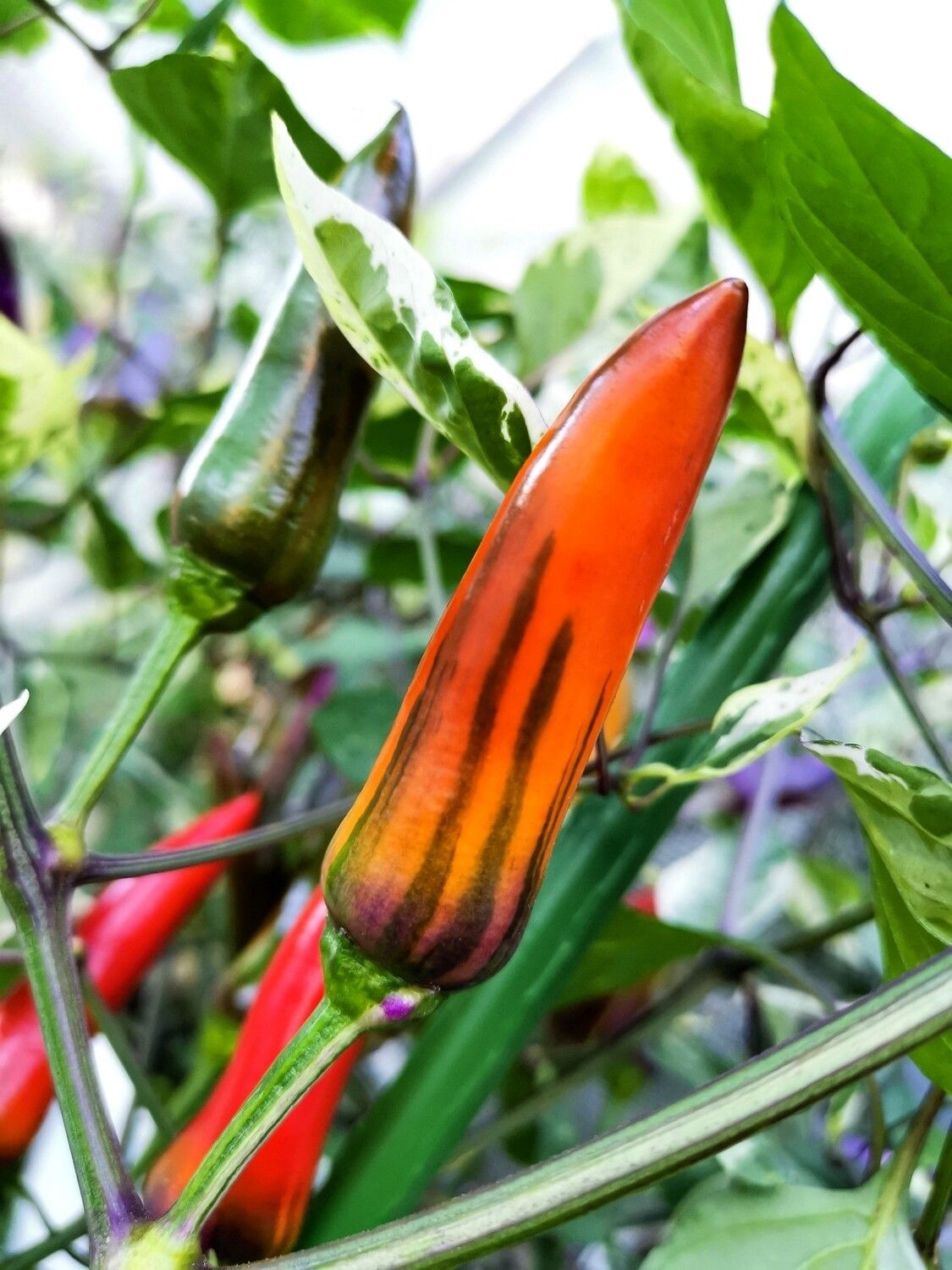 Jalapeño tiger seeds