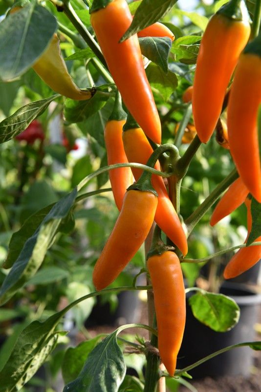 Orange thai seeds