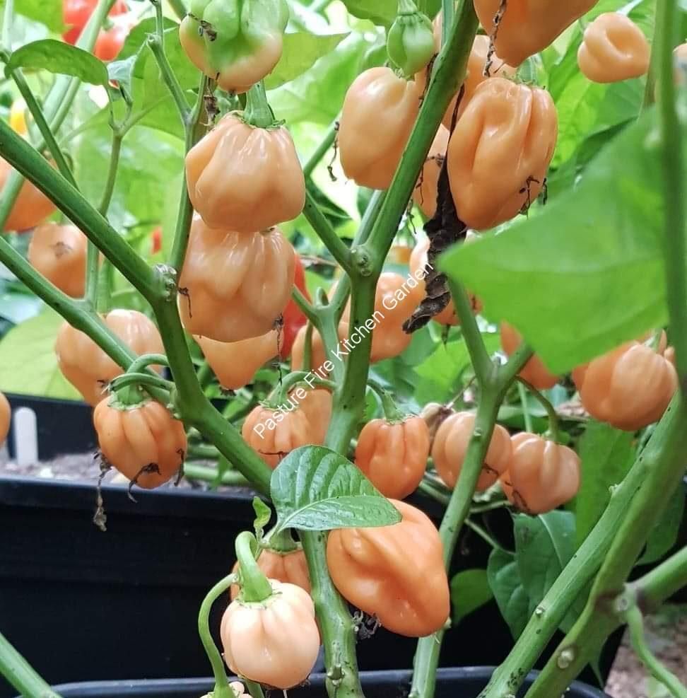 Pot pink seeds
